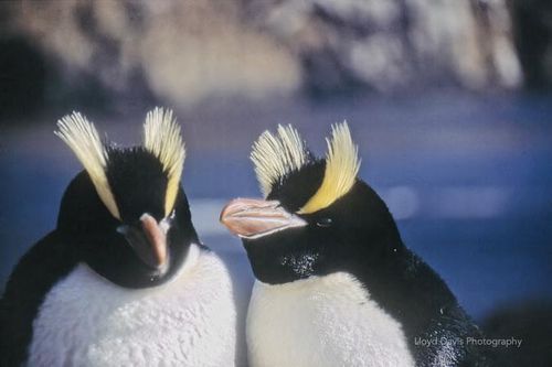 Giải mã thói quen sinh sản kỳ lạ của chim cánh cụt mào dựng