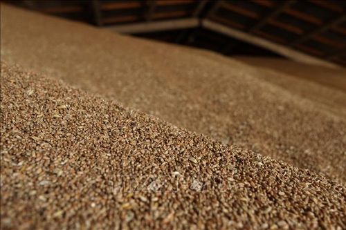 Ai Cập kêu gọi thiết lập cơ chế trao đổi lúa mì và phân bón giữa các nước châu Phi