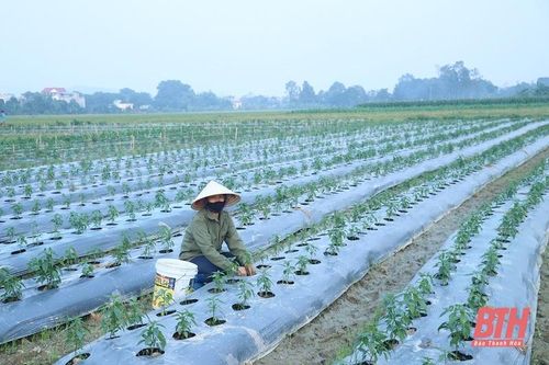 Đẩy nhanh tiến độ sản xuất vụ đông