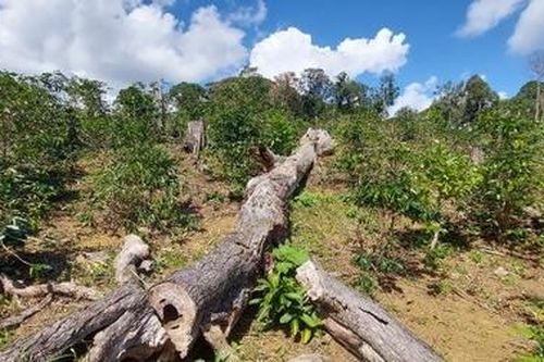 Kon Tum: 5 dự án tại huyện Kon Plông bị chấm dứt hoạt động