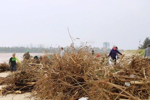 Người dân đổ xô nhặt củi sau mưa lớn, kiếm tiền triệu mỗi ngày