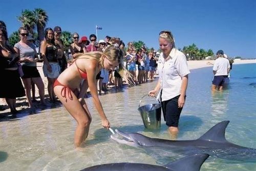 Du khách thoải mái vui đùa với cá heo tại bãi biển độc đáo này
