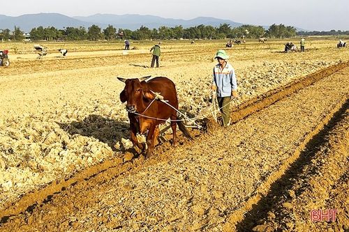 Nông dân vùng lũ Đức Thọ xuống đồng khôi phục sản xuất rau màu vụ đông