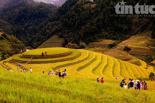 Ngọt ngào Mù Cang Chải mùa lúa chín