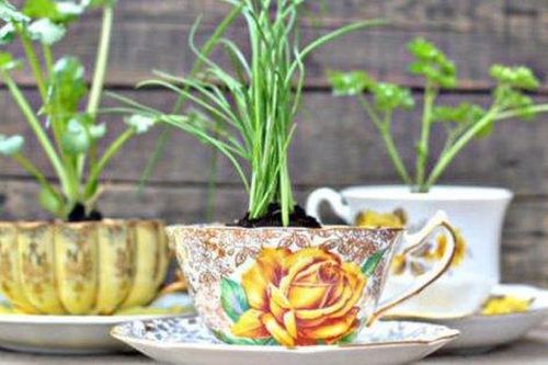 Tận dụng tách trà cũ để tạo nên những khu vườn mini đẹp bất ngờ