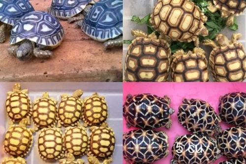 Nhiều loài rùa có nguy cơ tuyệt chủng do tình trạng mua bán trái phép trên 'chợ mạng'