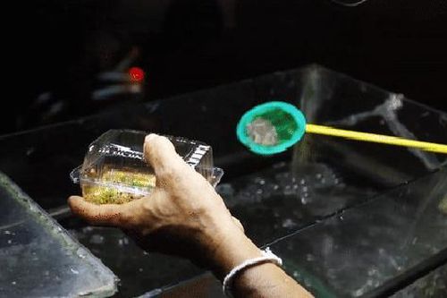 Đặc sản Thái Lan: Tép nhảy tanh tách ngay trong miệng thực khách