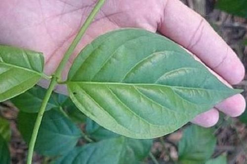 Nguyên nhân ban đầu vụ ngộ độc khiến 7 người nguy kịch ở Nghệ An