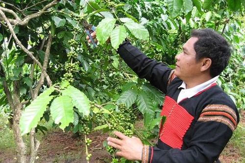 'Kích hoạt' tiềm năng vùng Tây Nguyên, phát triển kinh tế xanh