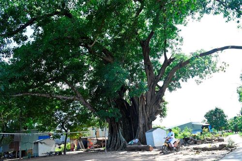 'Cụ da' ngót 5 thế kỷ ở biên giới