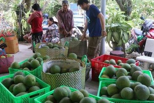 Lô bưởi đầu tiên sắp xuất khẩu sang Mỹ