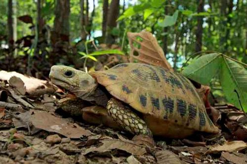 Điểm danh loài rùa bản địa Việt Nam 'báo động' tuyệt chủng