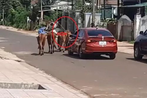 'Choáng' trước cảnh anh chàng đi chăn bò bằng xế hộp xịn sò