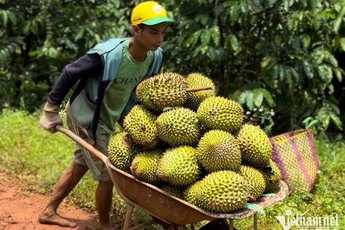 Thu hoạch nông sản: Các nước xe lạnh tới tận vườn, Việt Nam vẫn chở bằng xe ba gác