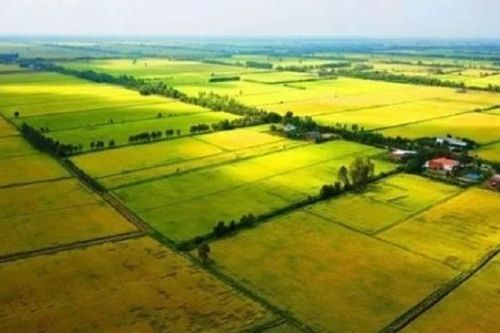 Đất năm dây phần do phần thủ...