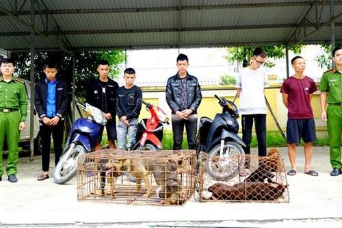 Nhóm trộm chó chuyên nghiệp ở Hà Tĩnh sa lưới