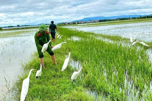 Quảng Bình nghiêm cấm săn bắt, tiêu thụ các loài chim hoang dã, di cư