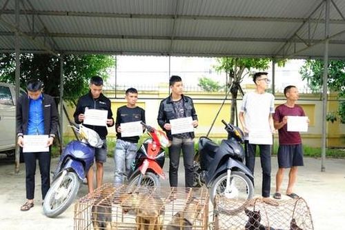 Bắt giữ băng nhóm gây ra hàng loạt vụ trộm chó ở Hà Tình