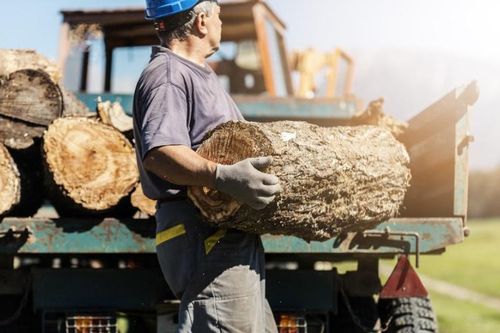 Đến lượt rừng là nạn nhân