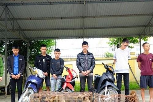 Bắt băng trộm chó liên huyện ở Hà Tĩnh