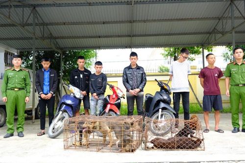 Bắt giữ 9 thanh niên trộm chó liên huyện