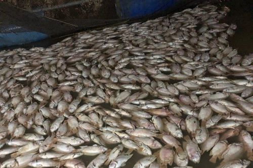 Hơn 6 tấn cá diêu hồng chết trắng sau một đêm mưa lũ