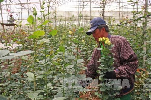 Giá hoa Đà Lạt tăng gấp đôi trong dịp kỉ niệm Ngày Phụ nữ Việt Nam 20/10