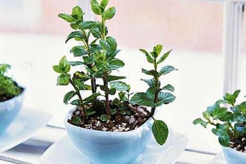 10 ý tưởng sáng tạo để có khu vườn thảo mộc trong nhà phố
