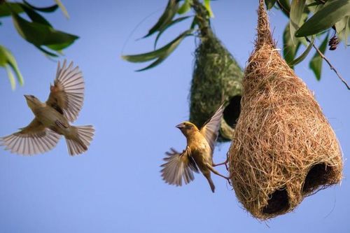 Làm sao để hiểu con giun, con dế…