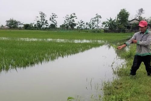 Chính sách hỗ trợ phí bảo hiểm nông nghiệp bỏ sót một tỉnh nơi 'rốn lũ' miền Trung, Bộ Tài chính nói gì?