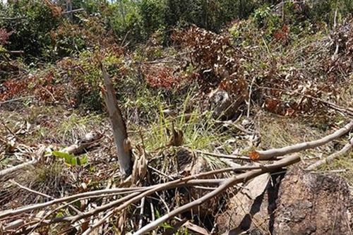 Hồi âm bài báo khai thác cây rừng tại danh thắng Ghềnh Ráng