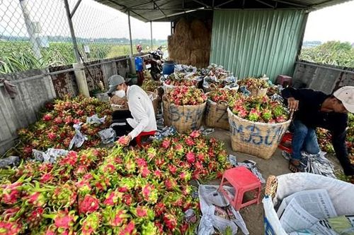Trái cây tăng giá, nhà vườn vui mừng