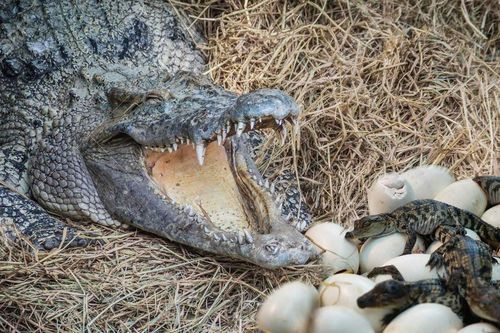 Cách cá sấu sông Nile bảo vệ con