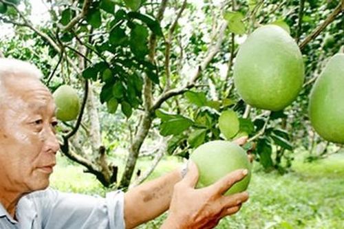 Bưởi Việt Nam chuẩn bị sang Hoa Kỳ