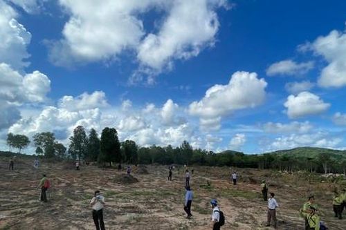 Sau 3 tháng, tỉnh Kiên Giang đã thu hồi 139ha đất rừng bị chặt phá