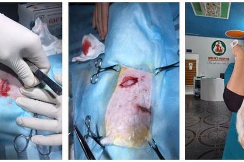 Học sinh làm chỉ khâu vết thương từ cây lưỡi hổ
