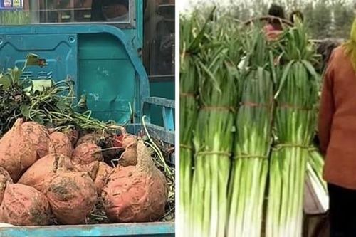 Dân Trung Quốc kinh ngạc với khoai lang to hơn đầu, hành cao hơn người