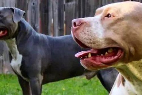 Hai đứa trẻ ở Mỹ bị chó pitbull của gia đình tấn công đến chết