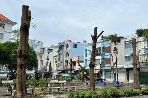 Hàng chục cây xanh bị cắt trụi ở TP.HCM