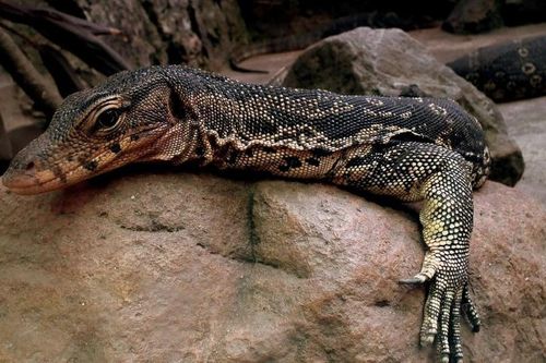 Phát hiện kỳ đà hoa cực hiếm, dân giao ngay cho chính quyền Nghệ An