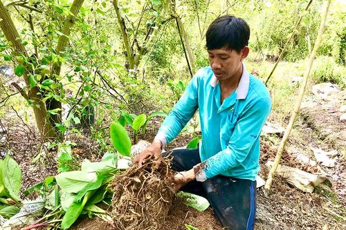 Tăng lợi nhuận nhờ lựa chọn cây trồng phù hợp