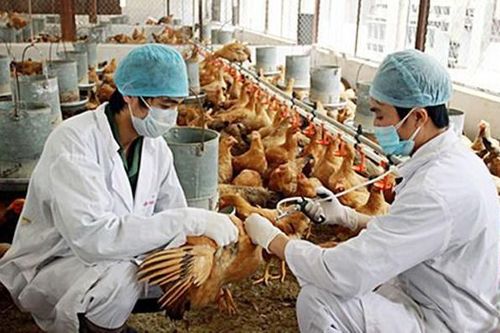 Ghi nhận ca cúm A(H5) trên người đầu tiên sau 8 năm