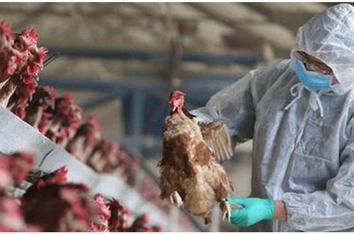 Sức khỏe bệnh nhân cúm A(H5) ở Phú Thọ ra sao?