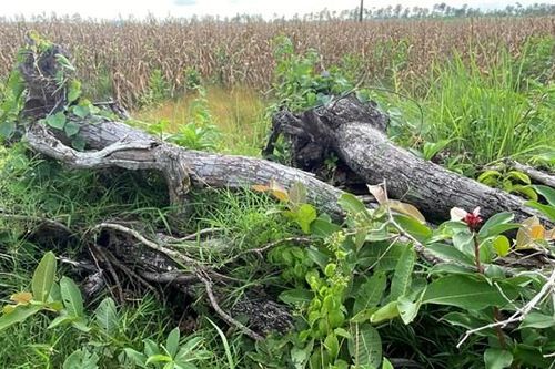 Đắk Lắk: Doanh nghiệp nhận dự án cải tạo bảo vệ rừng nhưng lại phá rừng