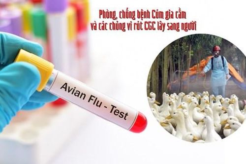 Phú Thọ: Phát hiện bệnh nhi nhiễm cúm lây từ gia cầm