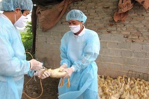 Phú Thọ tăng cường chống cúm gia cầm sau vụ bé gái mắc cúm A(H5)