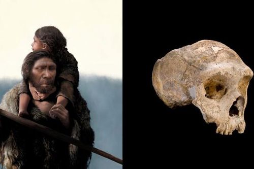 Chuyên gia 'sốc' vì hóa thạch loài người Neanderthal
