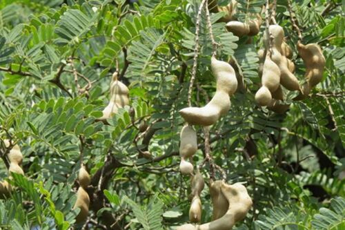 Loại quả trước không mấy ai ăn, giờ đắt khách ở thành phố