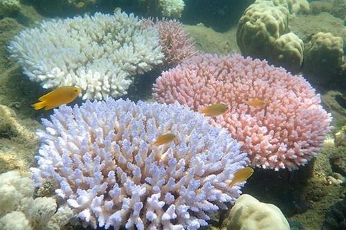 Australia tăng đầu tư cho công tác bảo tồn rạn san hô Great Barrier