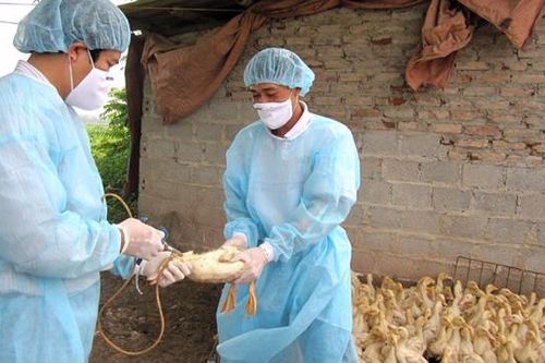 Phát hiện ca bệnh cúm A (H5) trên người ở Phú Thọ sau hơn 8 năm